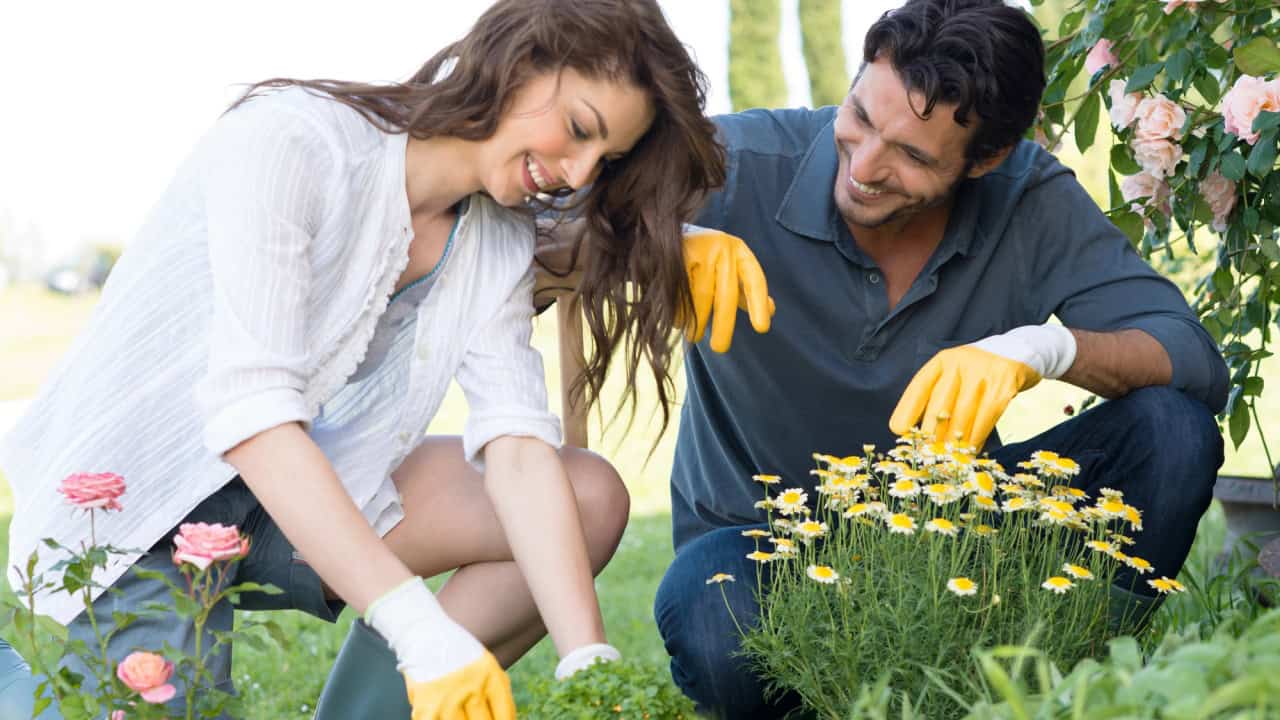 Couple Planting Plant In Garden