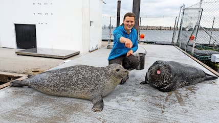 Meeresbiologin Tamara Heinrich mit den Seehunden Henry (l.) und Bill im Marine Science Center in Hohe Düne. (Archivbild)