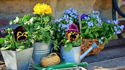 Am Freitag um 10 Uhr geht es los mit dem Blumenverkauf auf dem Neuen Markt.