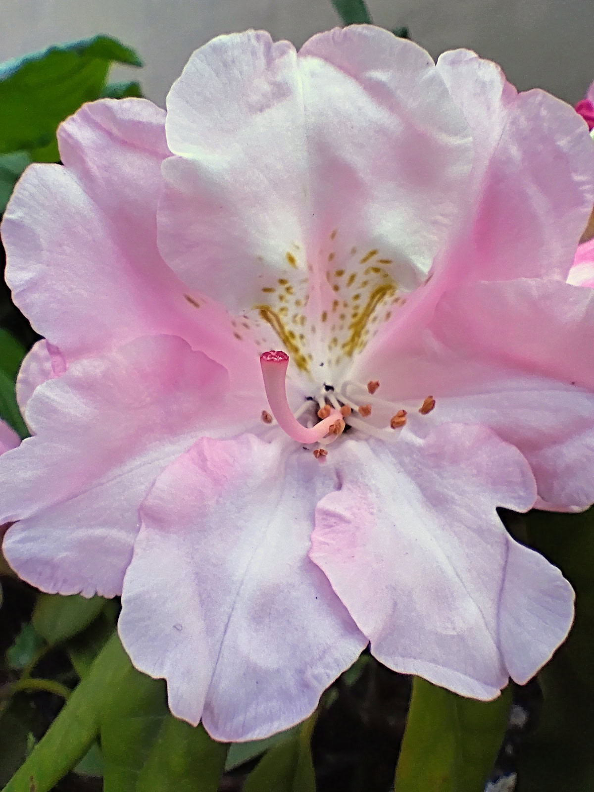 Motorola Moto G 5G 2024 macro pink flower