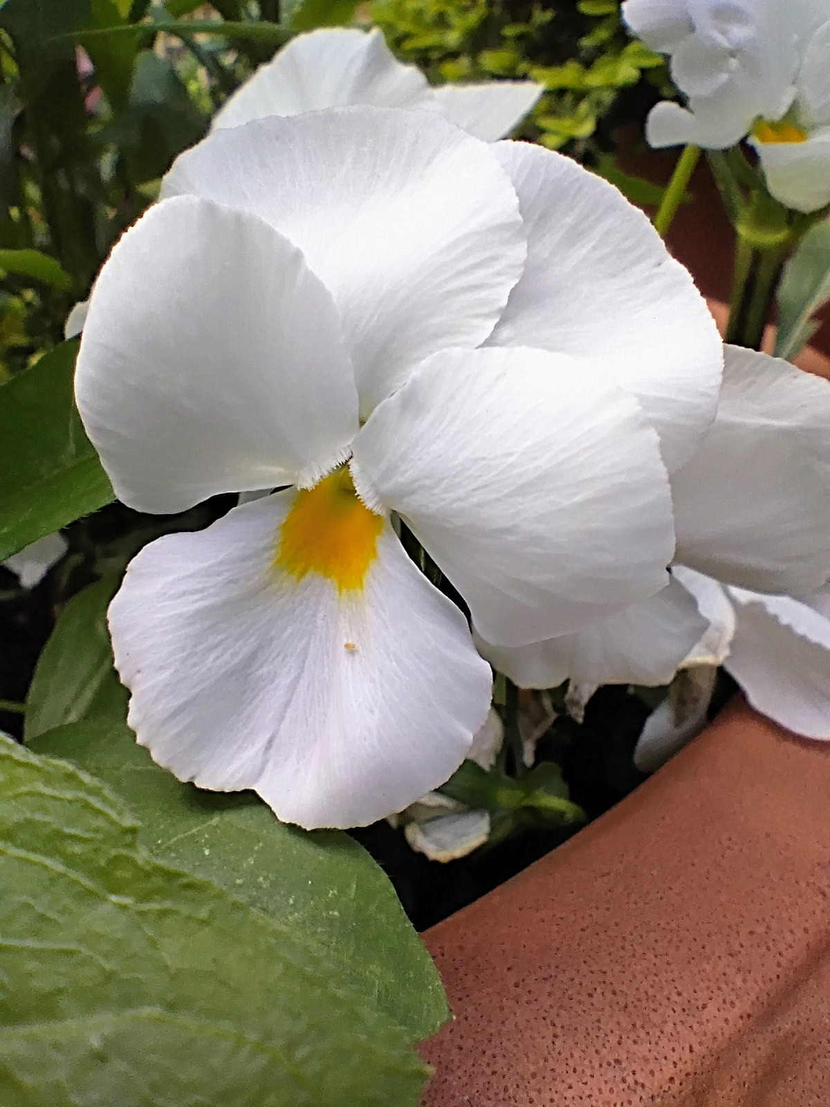 Motorola Moto G 5G 2024 macro white flower