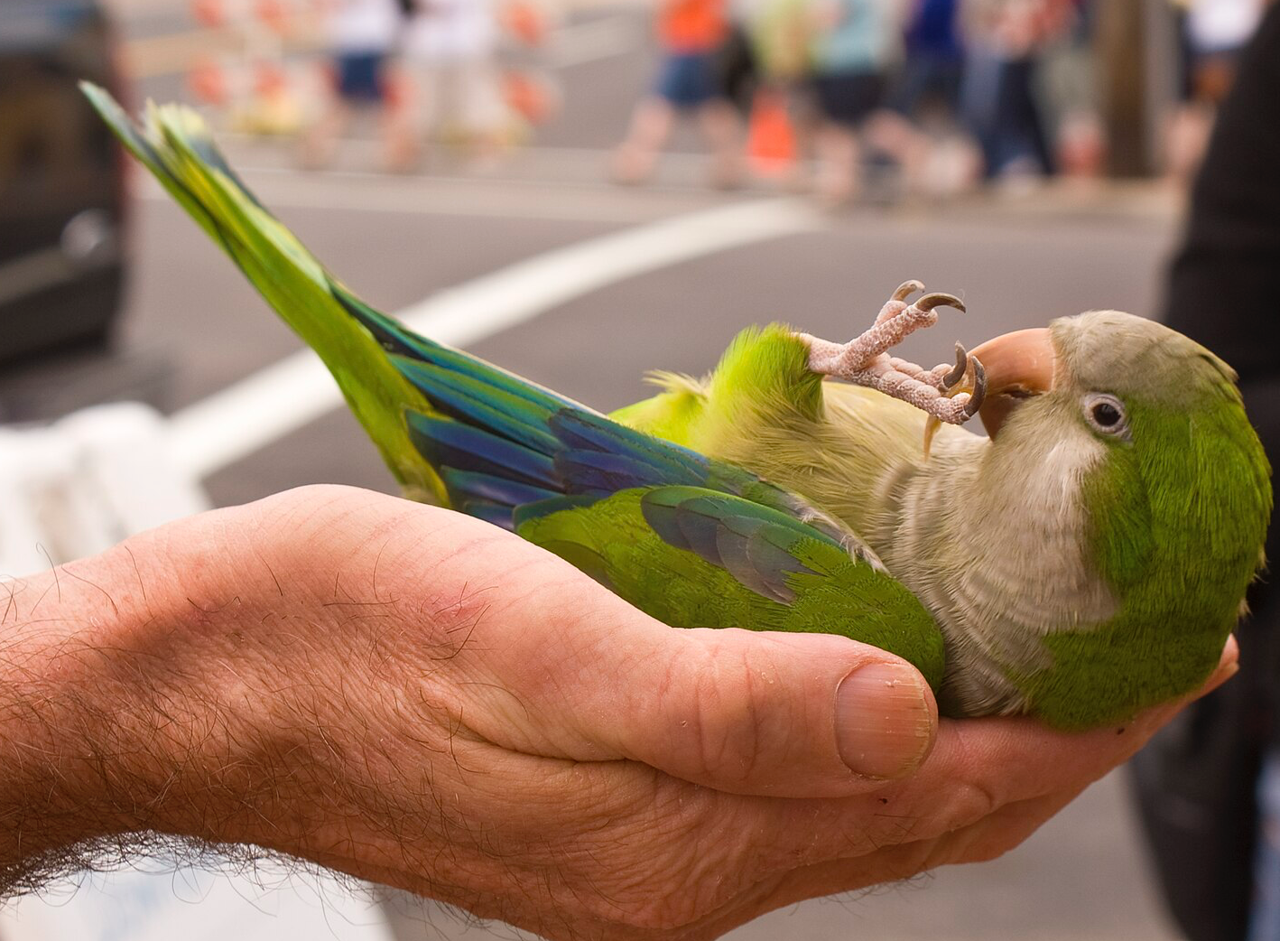 Quaker parrot. Glenda Wilburn (CC BY 2.0)