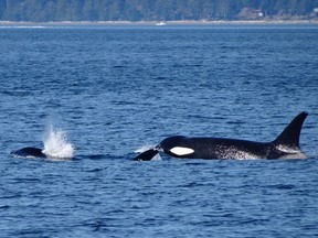 Whale school