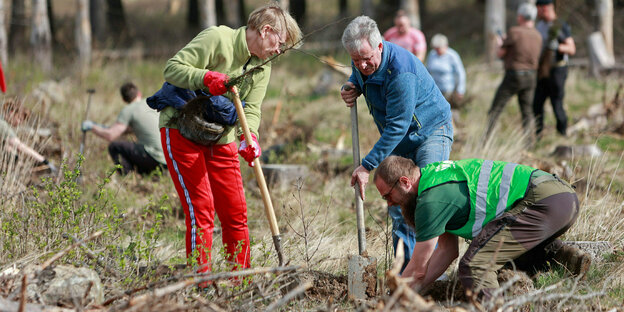 Wiederbewaldung des Harzes in Wernigerode