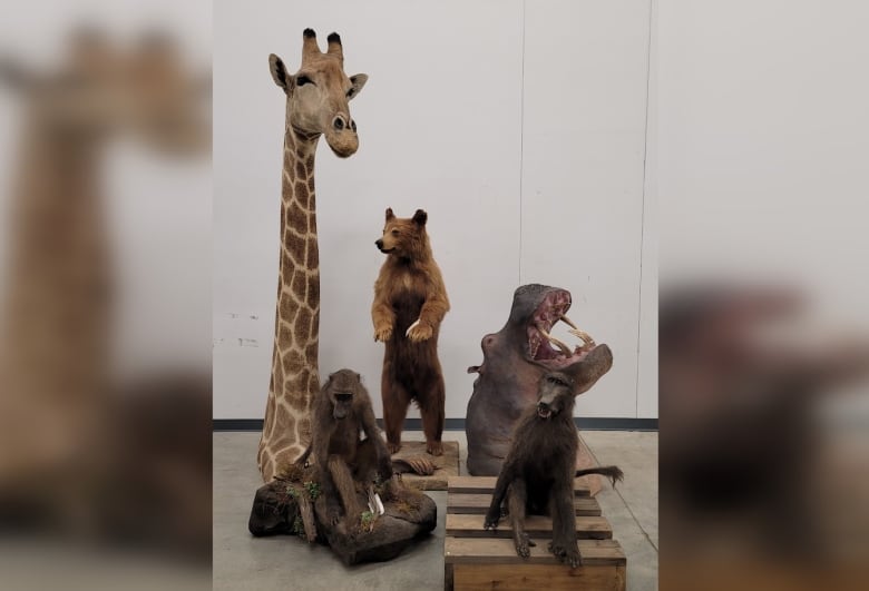 Mounted taxidermized animals including a hippopotamus, a giraffe, a mountain lion, a baboon 