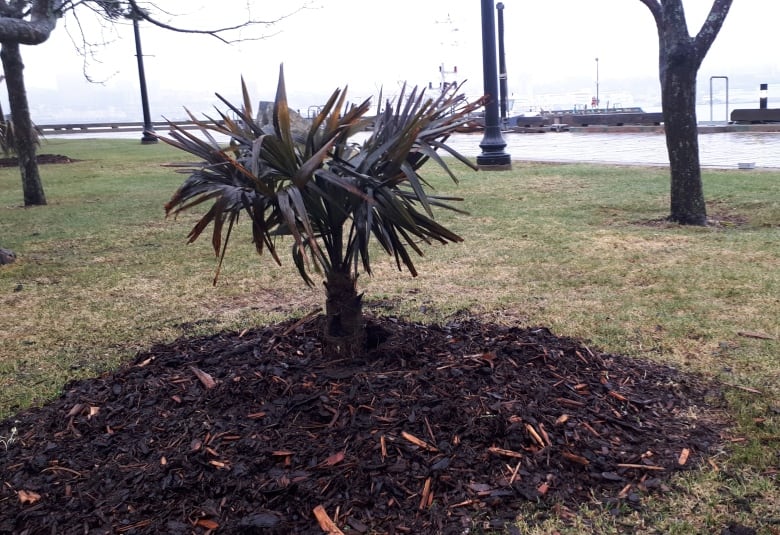 A small palm tree with mulch around it.