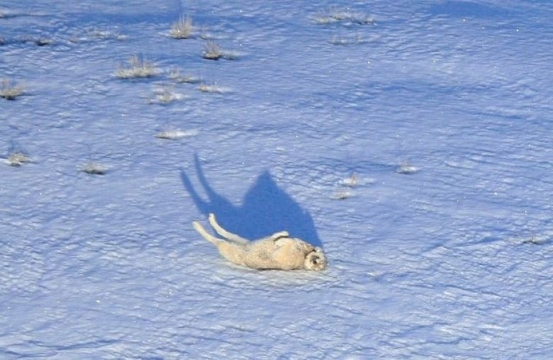 A gray and white wolf, belly-up in the snow.