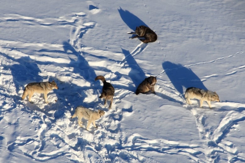 Six wolves in the snow, pictured from above.