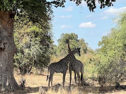 Thornicroft-Giraffen gehören zu den endemischen Tierarten in Sambia.