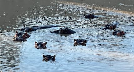 Am Luangwa-Fluss leben besonders viele Flusspferde.