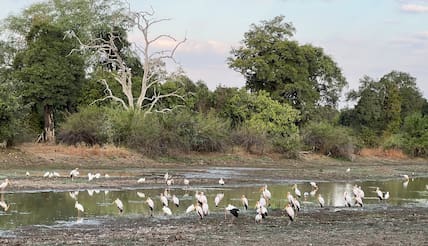 Birderinnen und Birder kommen im Nsefu-Sector auf ihre Kosten.