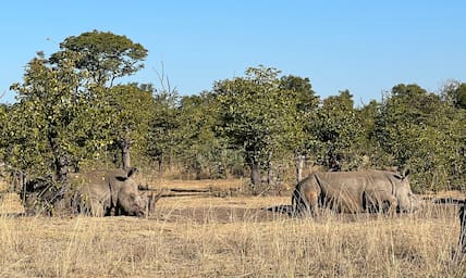 Im Mosi-oa-Tunya-Nationalpark bei Livingstone leben neun der seltenen Breitmaulnashörner.